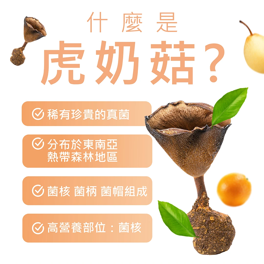 TIGROX 虎奶菇養氣飲 12入 商品說明 8