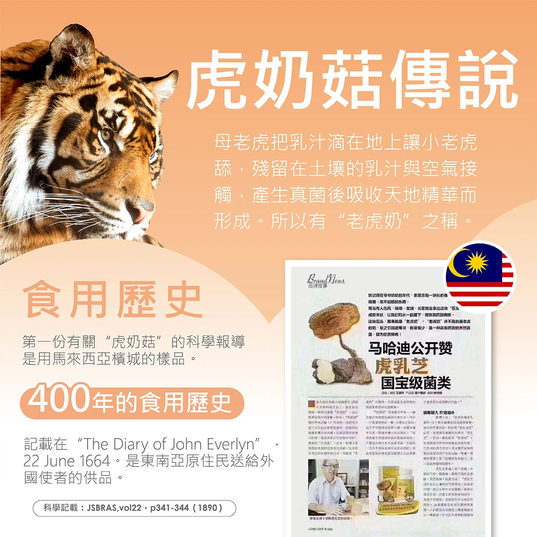 TIGROX 虎奶菇養氣飲 12入 商品說明 9